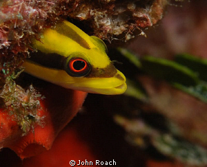 Woody woodpecker.   Wrasse Blenny (Hemienblemaria simulus) by John Roach 